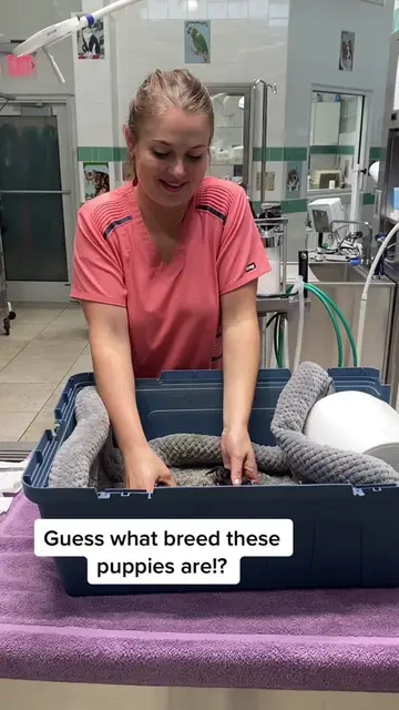 Guess what breed these puppies are!?