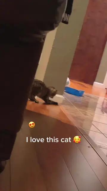Cats cats cats cats cats Cats cats cats cats cats cats Cats cats cats cats cats Cats cats cats…