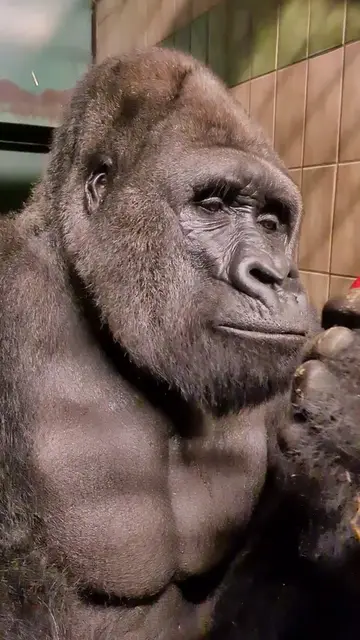 Watch this silverbacks jaw muscles move on top of his head as he chews.