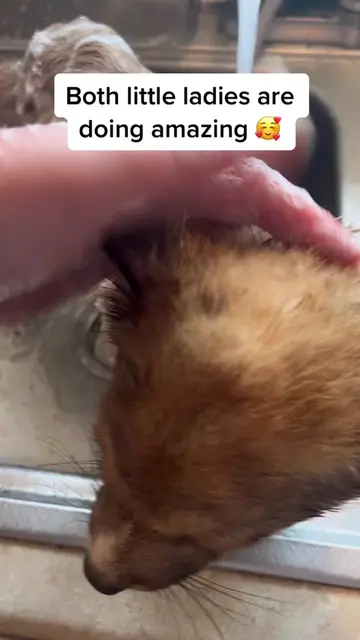 Both little girls are doing great! They’re eating well, have pooped out a LOT of worms 🤢, have…