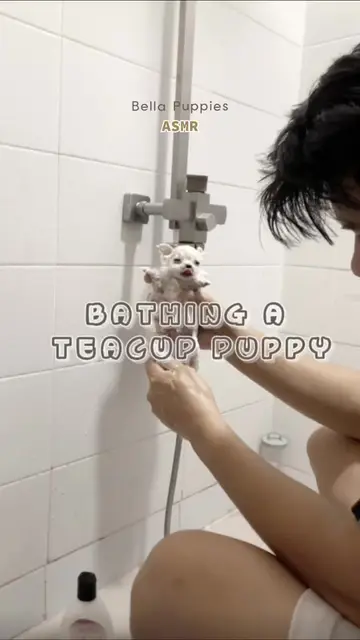 Bathing a teacup puppy! 🛁🫧