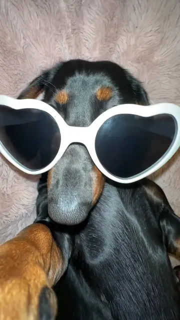 💜🐶