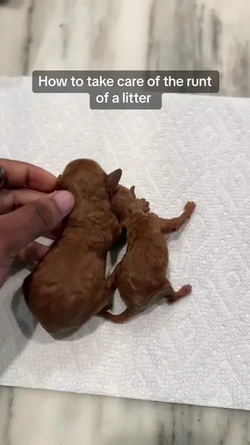 How to take care of the runt in a litter of puppies