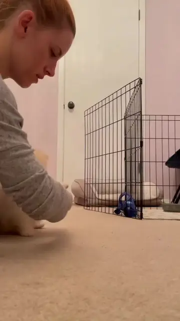 Pomeranians puppies ! AKC registered! Register kennel ! Facetime open! Pickup option available…