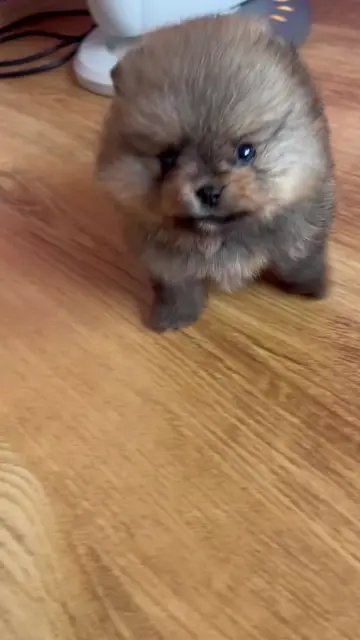 Pomeranians puppies ! AKC registered! Register kennel ! Facetime open! Pickup option available…