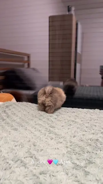 Pomeranians puppies ! AKC registered! Register kennel ! Facetime open! Safety is our top priority…