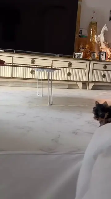 𝗞𝗲𝗻𝗻𝗲𝗹 𝗰𝗹𝘂𝗯 𝗮𝘀𝘀𝘂𝗿𝗲𝗱 FaceTime open 24/7 Teacup Yorkies TikTok healthy and dewormed Register kennel…