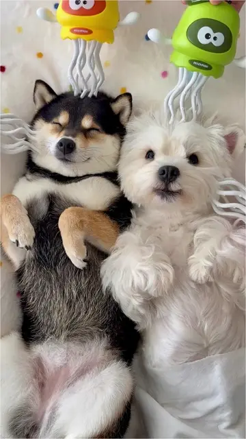 Furry Spa Buddies: Chill Mode On 🐾
