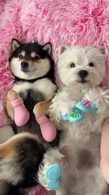 Today's Comfort: Raincoat Puppy SPA DAY~