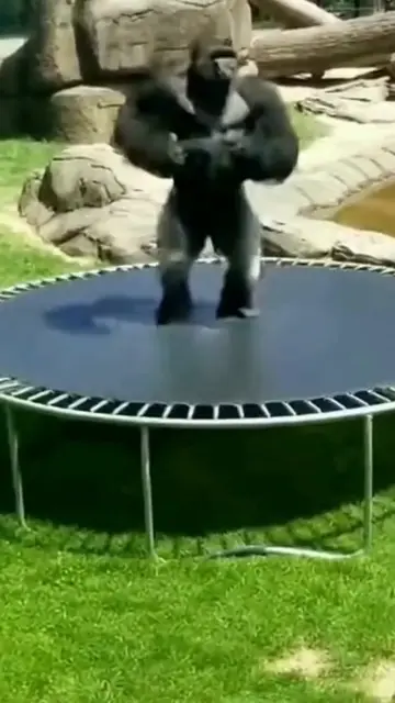 He Bounced Too High! The Funniest Gorilla Fail 🤣