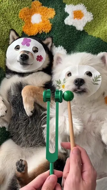 Puppies’ Spring Spa Relax Day 🛁🌷