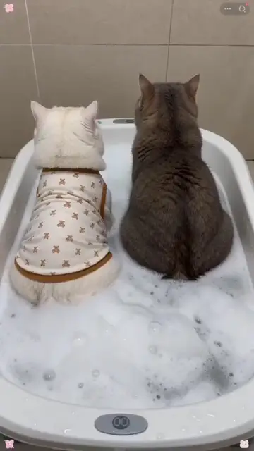 Cat huge fart in bath 🛁
