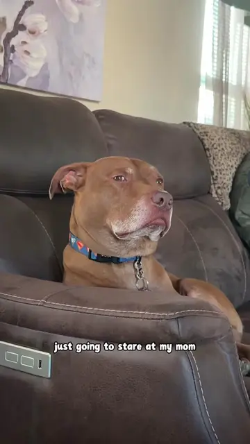 You wouldn’t drink dirty water, so why should your pets? 💧 sponsored We recently upgraded to the…