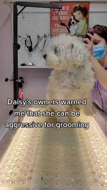 Tips and Tricks when dealing with reactive dogs