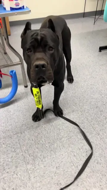 Gentle giant Cane Corso 👀🐾