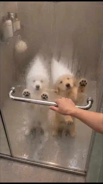 Doggy dance party 🛁✨