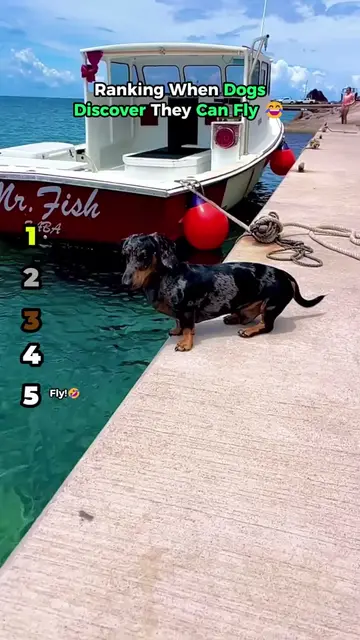 Ranking When Dogs Discover they can Fly 🪽