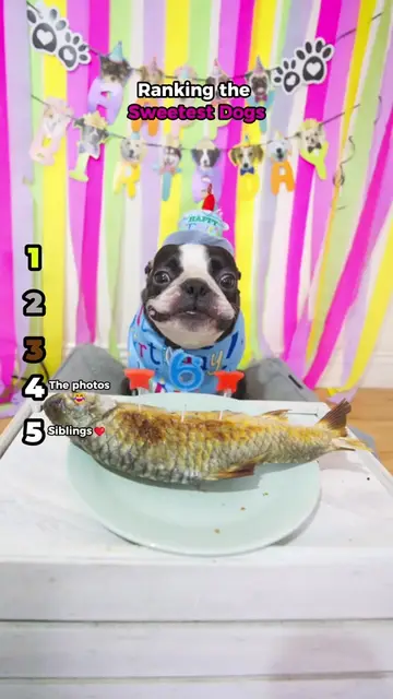 Ranking the Sweetest Dogs!