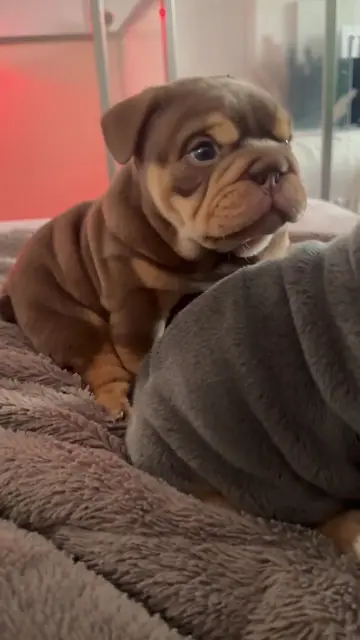 Why are puppies always so cute.