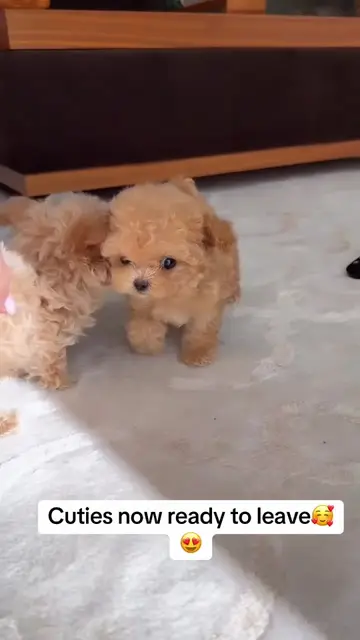 Video by @teacup_babies_4_adoption
