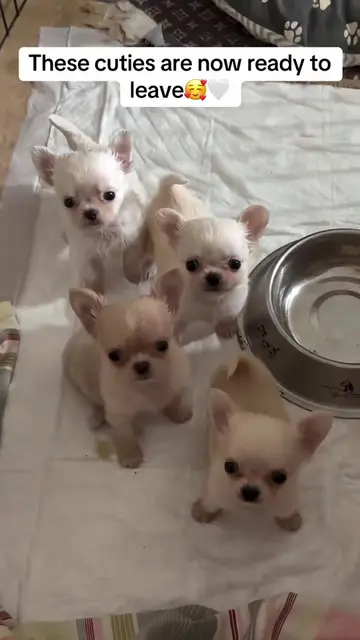 Video by @teacup_babies_4_adoption