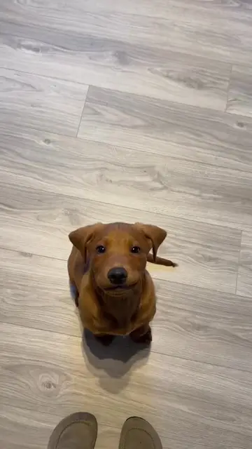 Cute puppy ❤️❤️☺️