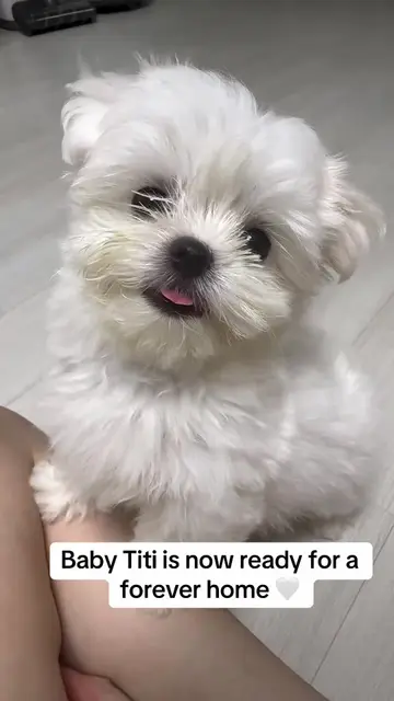 Video by @teacup_babies_4_adoption