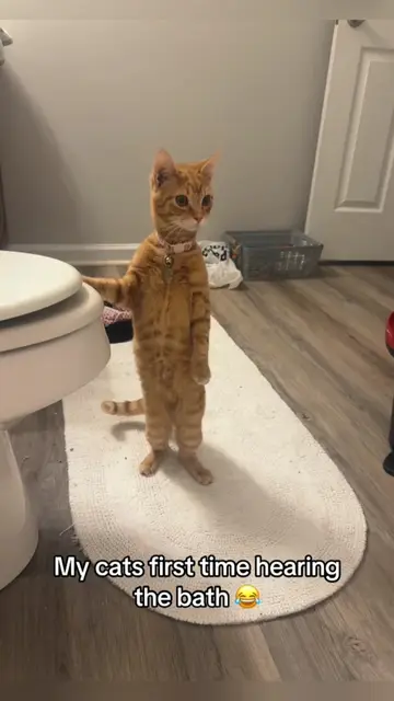 When you have a orange cat.