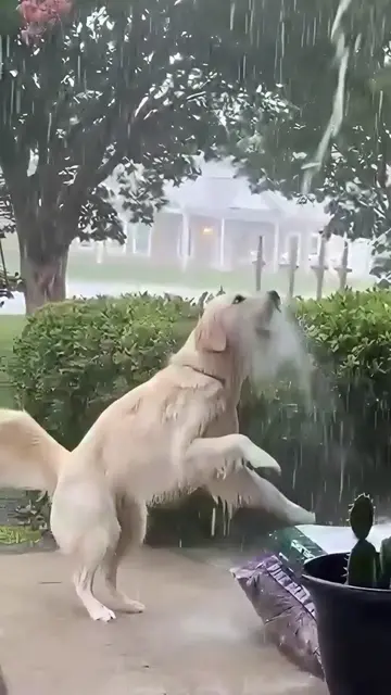 Rainy day = play day 🐶🌧️