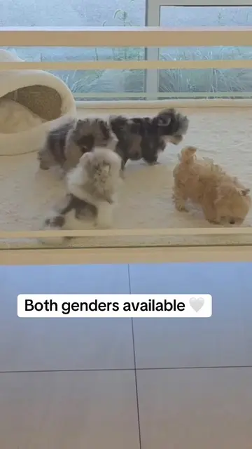 Video by @teacup_babies_4_adoption