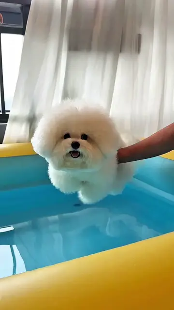 pup dog learn how to swim 🏊‍♂️ 😌 😄 ☺ 🙃 🙂
