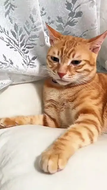 Cute kitty 🥰🐈